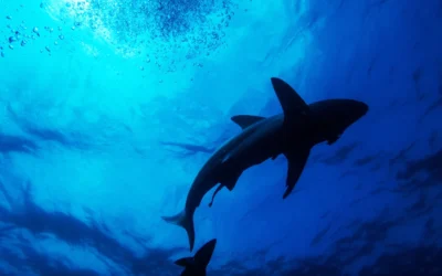 Exclusive: #Graceland #Fraudster Cuffed and Stuffed by Fire Breathing #FBI Agents